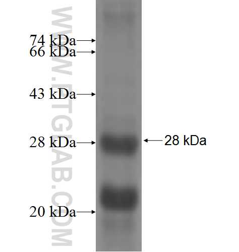 HTR7 fusion protein Ag4742 SDS-PAGE