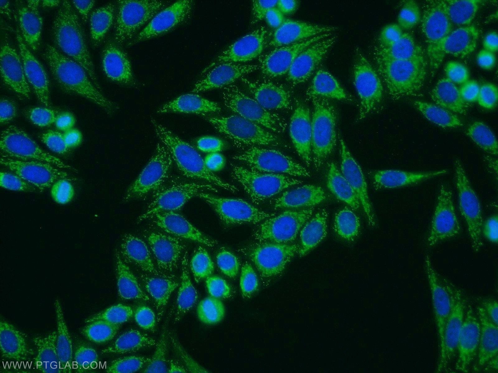 Immunofluorescence (IF) / fluorescent staining of HepG2 cells using HTRA1 Polyclonal antibody (55011-1-AP)