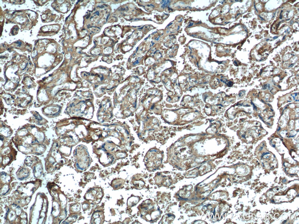 IHC staining of human placenta using 55011-1-AP