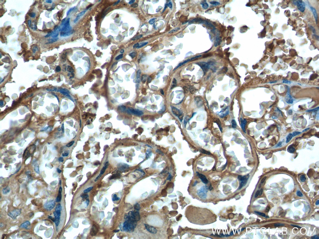 IHC staining of human placenta using 55011-1-AP