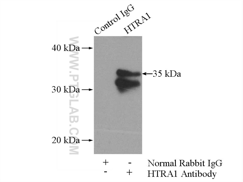 Immunoprecipitation (IP) experiment of L02 cells using HTRA1 Polyclonal antibody (55011-1-AP)