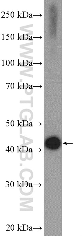 Western Blot (WB) analysis of mouse brain tissue using HTRA1 Polyclonal antibody (55011-1-AP)