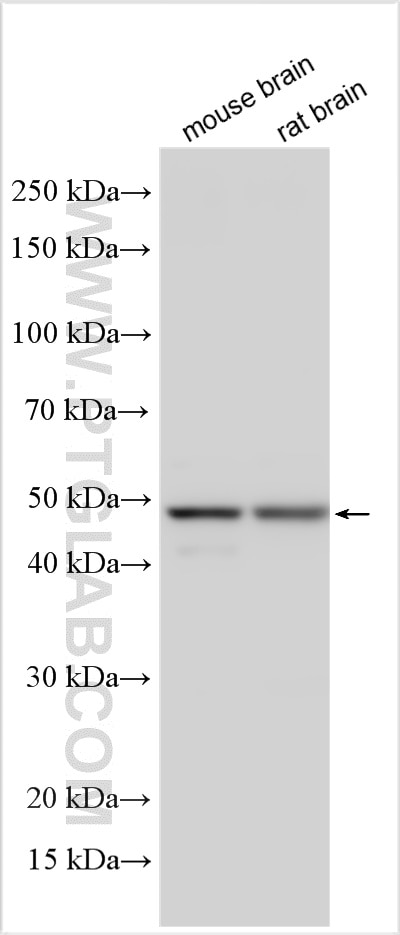 Western Blot (WB) analysis of various lysates using HTRA1 Polyclonal antibody (55011-1-AP)