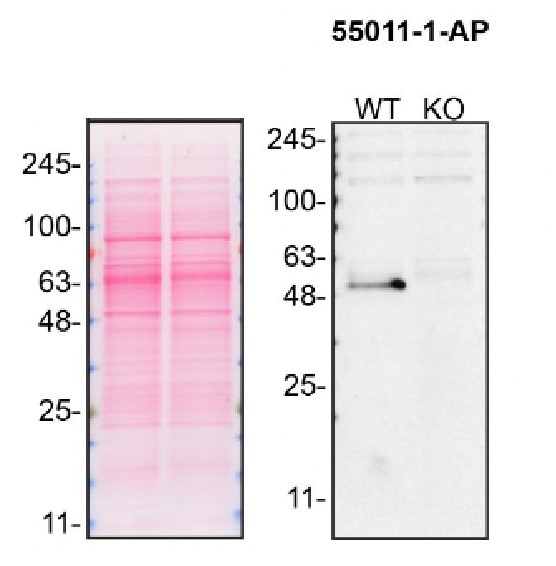 Western Blot (WB) analysis of HAP1 cells using HTRA1 Polyclonal antibody (55011-1-AP)