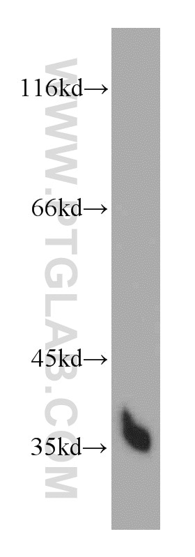 Western Blot (WB) analysis of L02 cells using HTRA1 Polyclonal antibody (55011-1-AP)