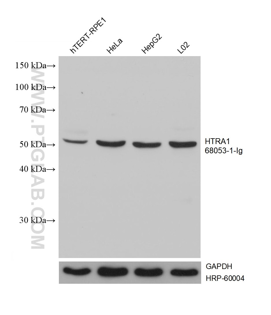 Western Blot (WB) analysis of various lysates using HTRA1 Monoclonal antibody (68053-1-Ig)