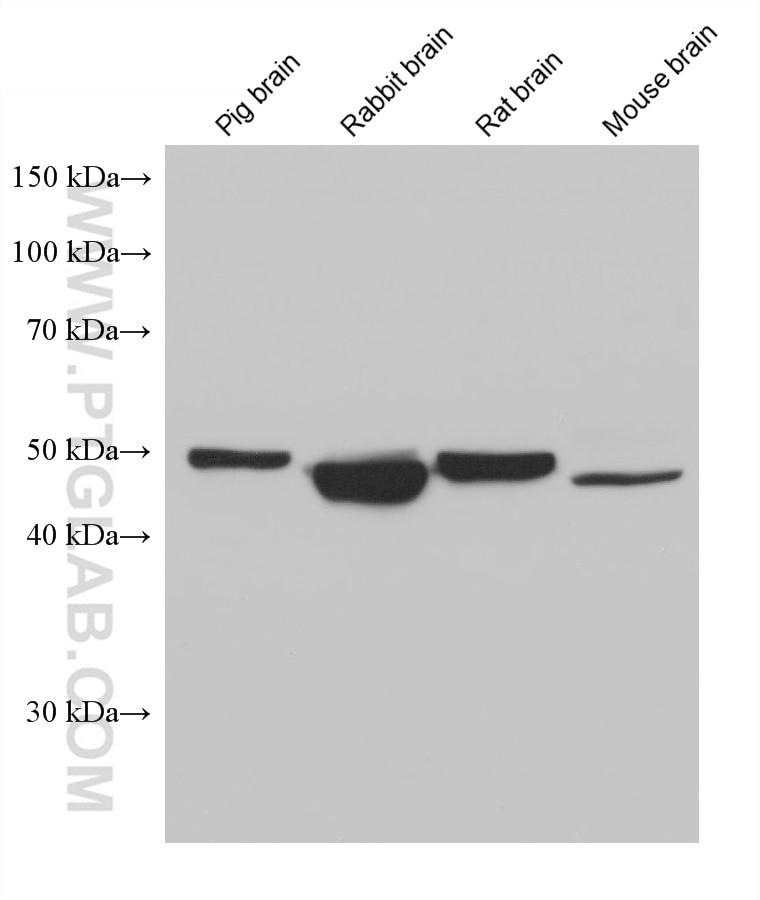Western Blot (WB) analysis of various lysates using HTRA1 Monoclonal antibody (68053-1-Ig)