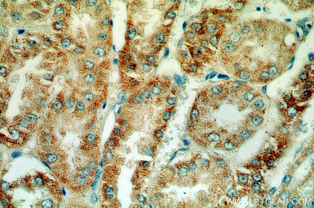 Immunohistochemistry (IHC) staining of human kidney tissue using HTRA2 Polyclonal antibody (15775-1-AP)