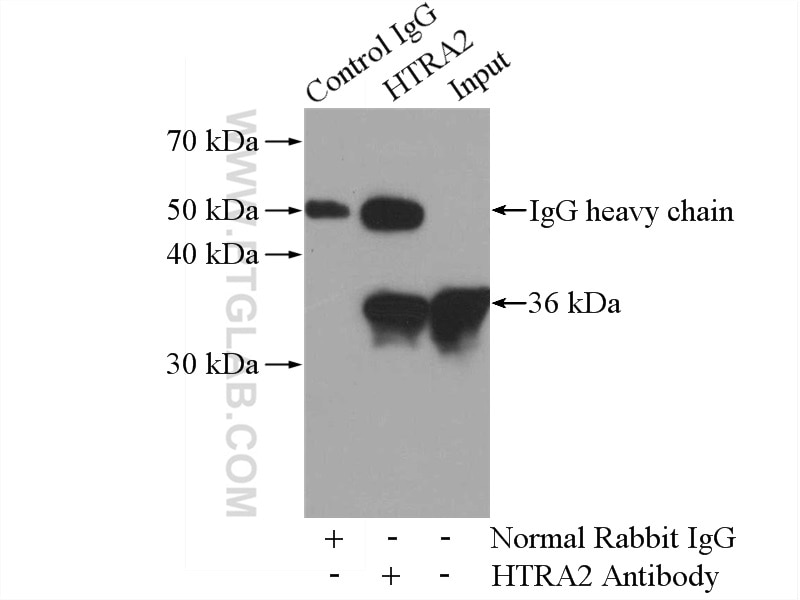 Immunoprecipitation (IP) experiment of Raji cells using HTRA2 Polyclonal antibody (15775-1-AP)