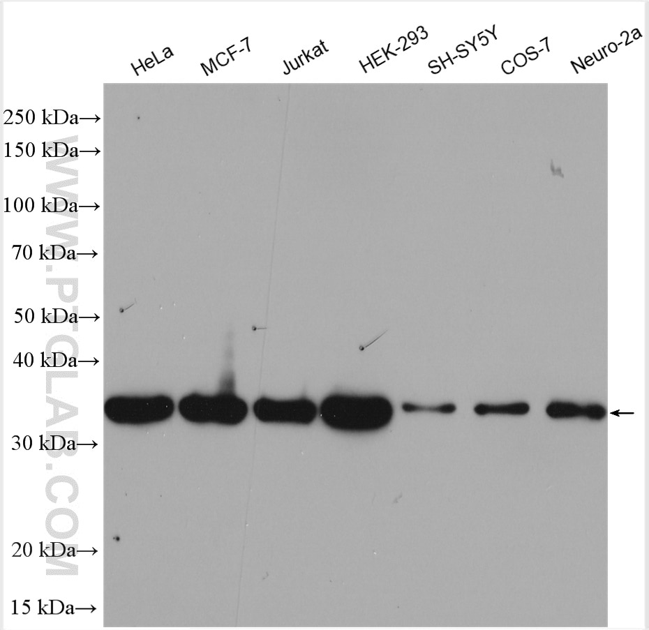 Western Blot (WB) analysis of HeLa cells using HTRA2 Polyclonal antibody (15775-1-AP)