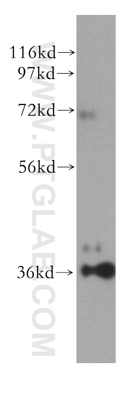 Western Blot (WB) analysis of mouse skeletal muscle tissue using HTRA2 Polyclonal antibody (15775-1-AP)