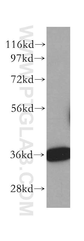 Western Blot (WB) analysis of Raji cells using HTRA2 Polyclonal antibody (15775-1-AP)