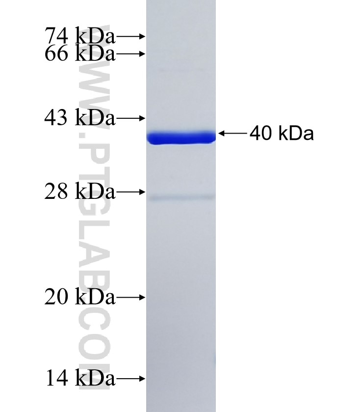 HTRA3 fusion protein Ag35448 SDS-PAGE