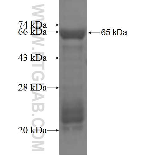 HTRA4 fusion protein Ag5227 SDS-PAGE
