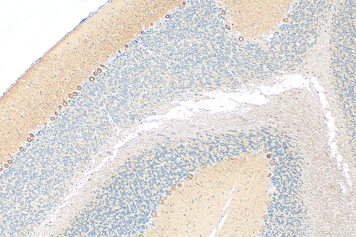 Immunohistochemistry (IHC) staining of rat cerebellum tissue using Huntingtin Polyclonal antibody (19957-1-AP)