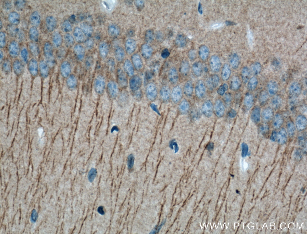 IHC staining of mouse brain using 19957-1-AP