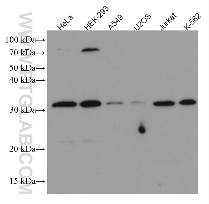 Western Blot (WB) analysis of various lysates using HUS1 Monoclonal antibody (67168-1-Ig)