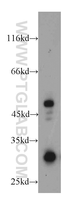 WB analysis of RAW264.7 using 18229-1-AP