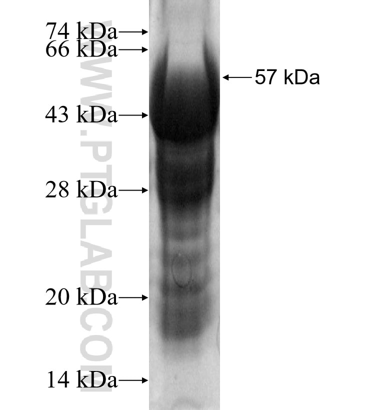 HUS1B fusion protein Ag12712 SDS-PAGE
