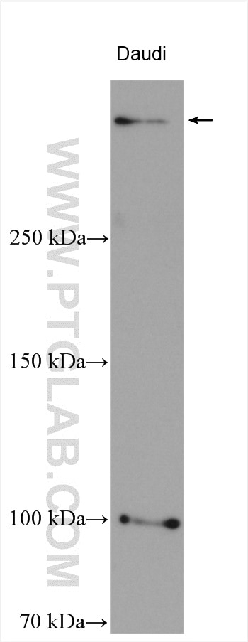 Western Blot (WB) analysis of various lysates using HUWE1 Polyclonal antibody (19430-1-AP)