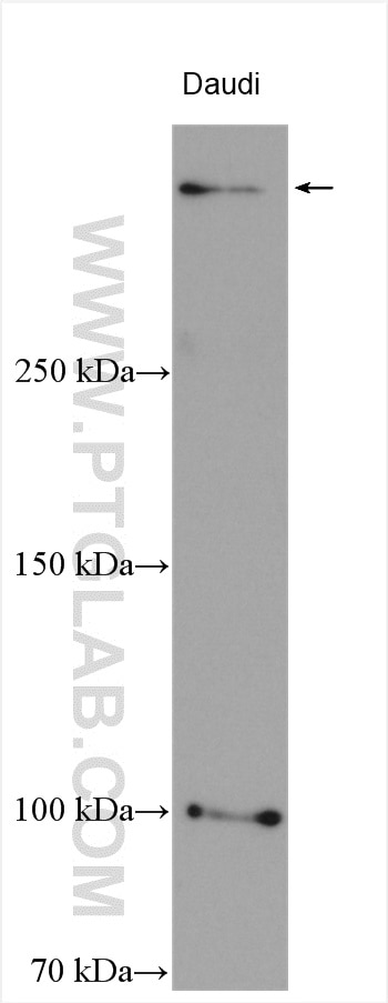 WB analysis using 19430-1-AP