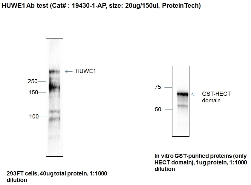 Western Blot (WB) analysis of HEK-293 cells using HUWE1 Polyclonal antibody (19430-1-AP)