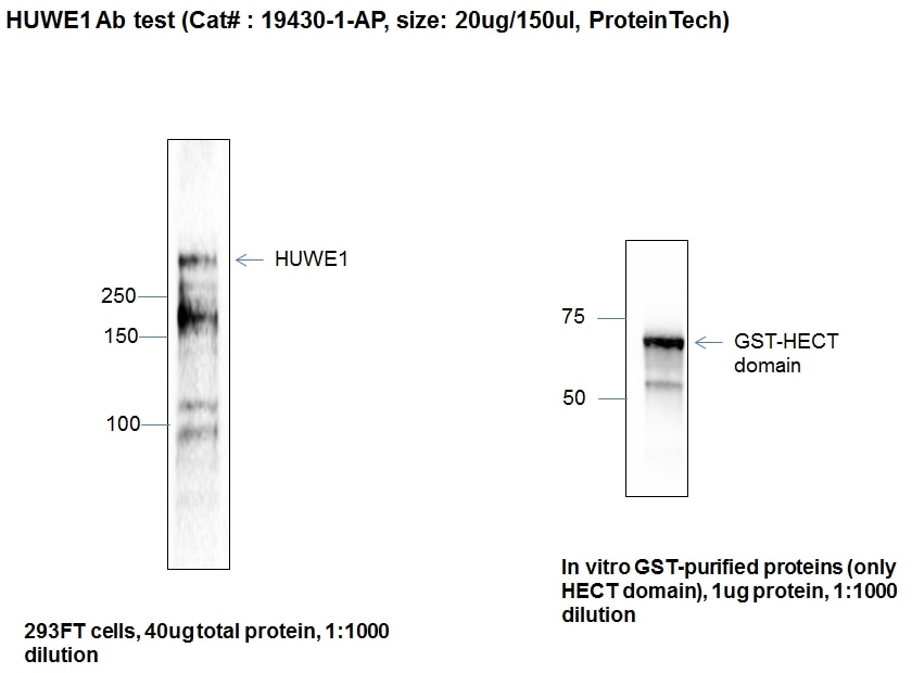 WB analysis of HEK-293 using 19430-1-AP