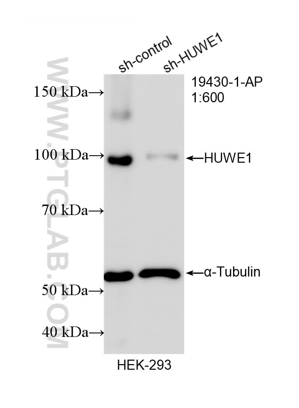 WB analysis of HEK-293 using 19430-1-AP Western Blot (WB) analysis of HEK-293 cells using HUWE1 Polyclonal antibody (19430-1-AP)