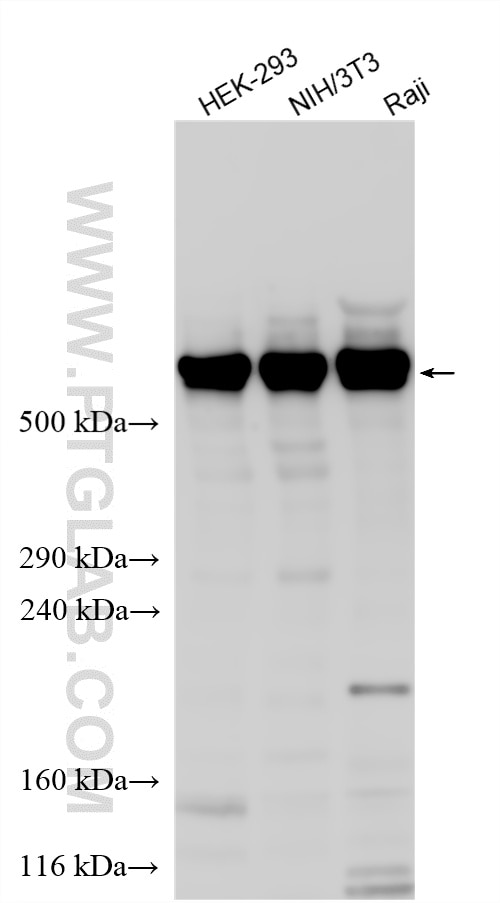 Western Blot (WB) analysis of various lysates using HUWE1 Polyclonal antibody (19430-1-AP)