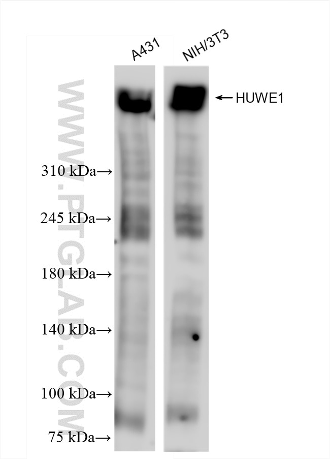 Western Blot (WB) analysis of various lysates using HUWE1 Recombinant antibody (85177-3-RR)