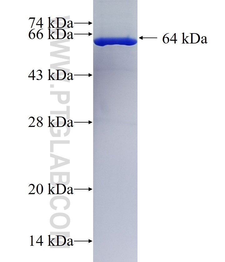 HUWE1 fusion protein Ag13763 SDS-PAGE