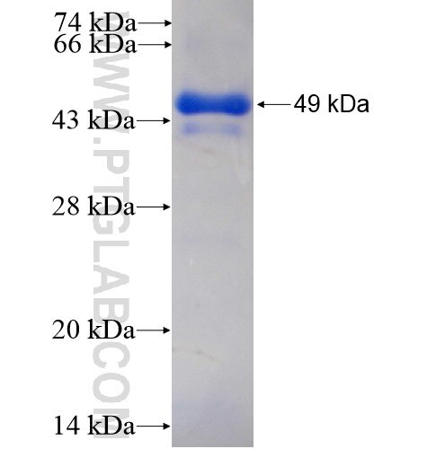 HUWE1 fusion protein Ag13811 SDS-PAGE