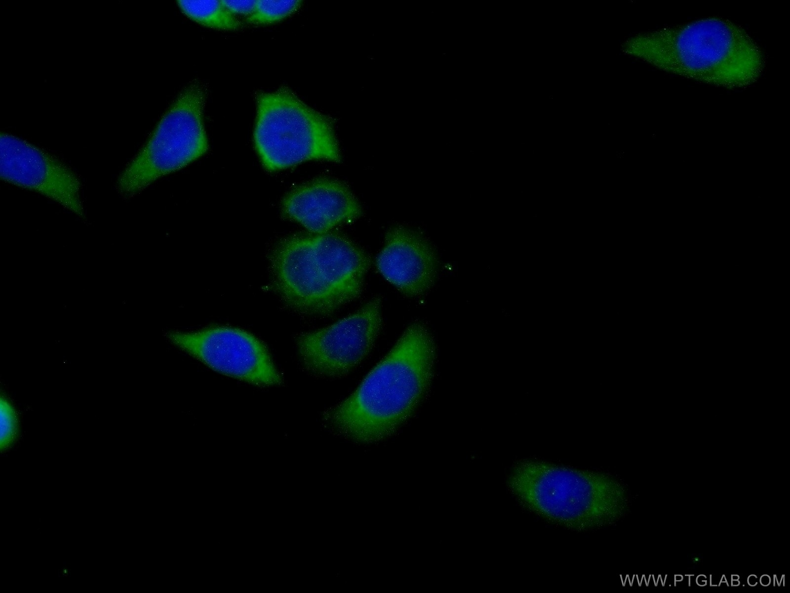 Immunofluorescence (IF) / fluorescent staining of PC-3 cells using HVCN1 Polyclonal antibody (14162-1-AP)