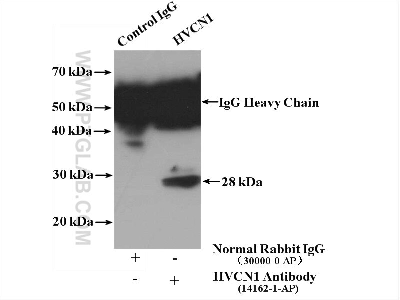 Immunoprecipitation (IP) experiment of PC-3 cells using HVCN1 Polyclonal antibody (14162-1-AP)