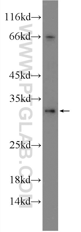Western Blot (WB) analysis of Raji cells using HVCN1 Polyclonal antibody (14162-1-AP)