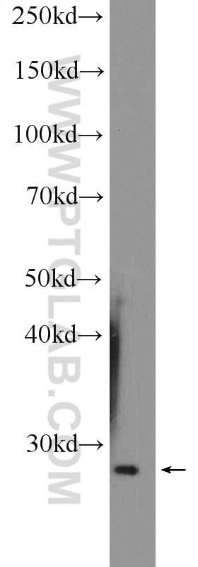 Western Blot (WB) analysis of Raji cells using HVCN1 Polyclonal antibody (14162-1-AP)