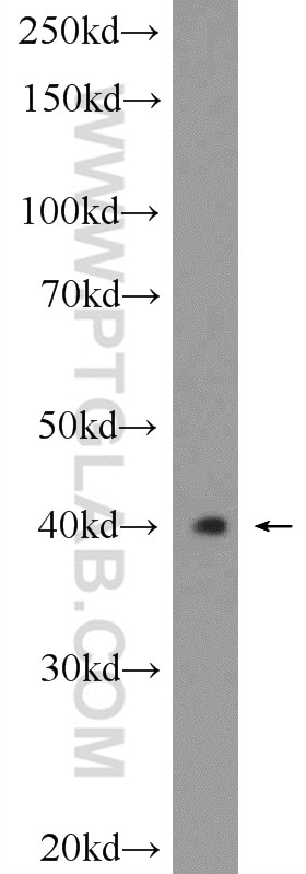 Western Blot (WB) analysis of PC-3 cells using HVCN1 Polyclonal antibody (14162-1-AP)