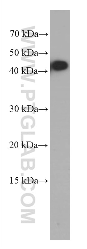 Western Blot (WB) analysis of HeLa cells using HVCN1 Monoclonal antibody (66449-1-Ig)