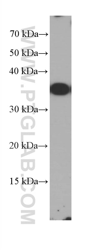 Western Blot (WB) analysis of Raji cells using HVCN1 Monoclonal antibody (66449-1-Ig)