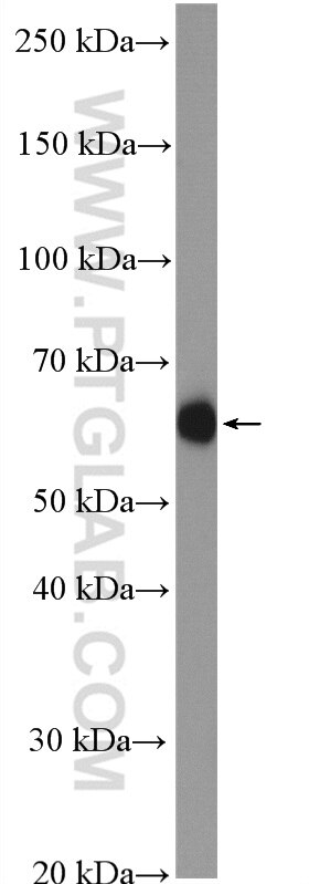 HYAL1