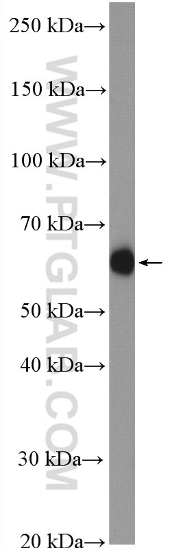 HYAL1