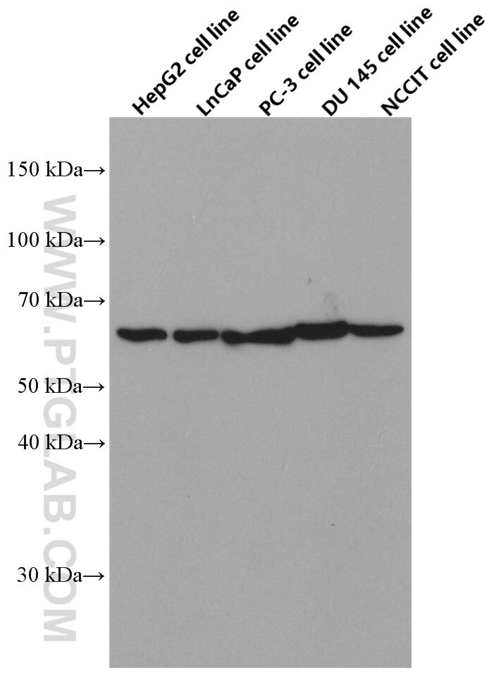 Western Blot (WB) analysis of HepG2 cells using HYAL1 Monoclonal antibody (66560-1-Ig)