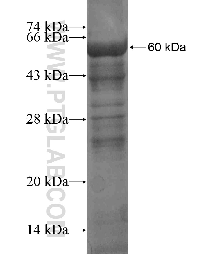 HYAL1 fusion protein Ag17943 SDS-PAGE
