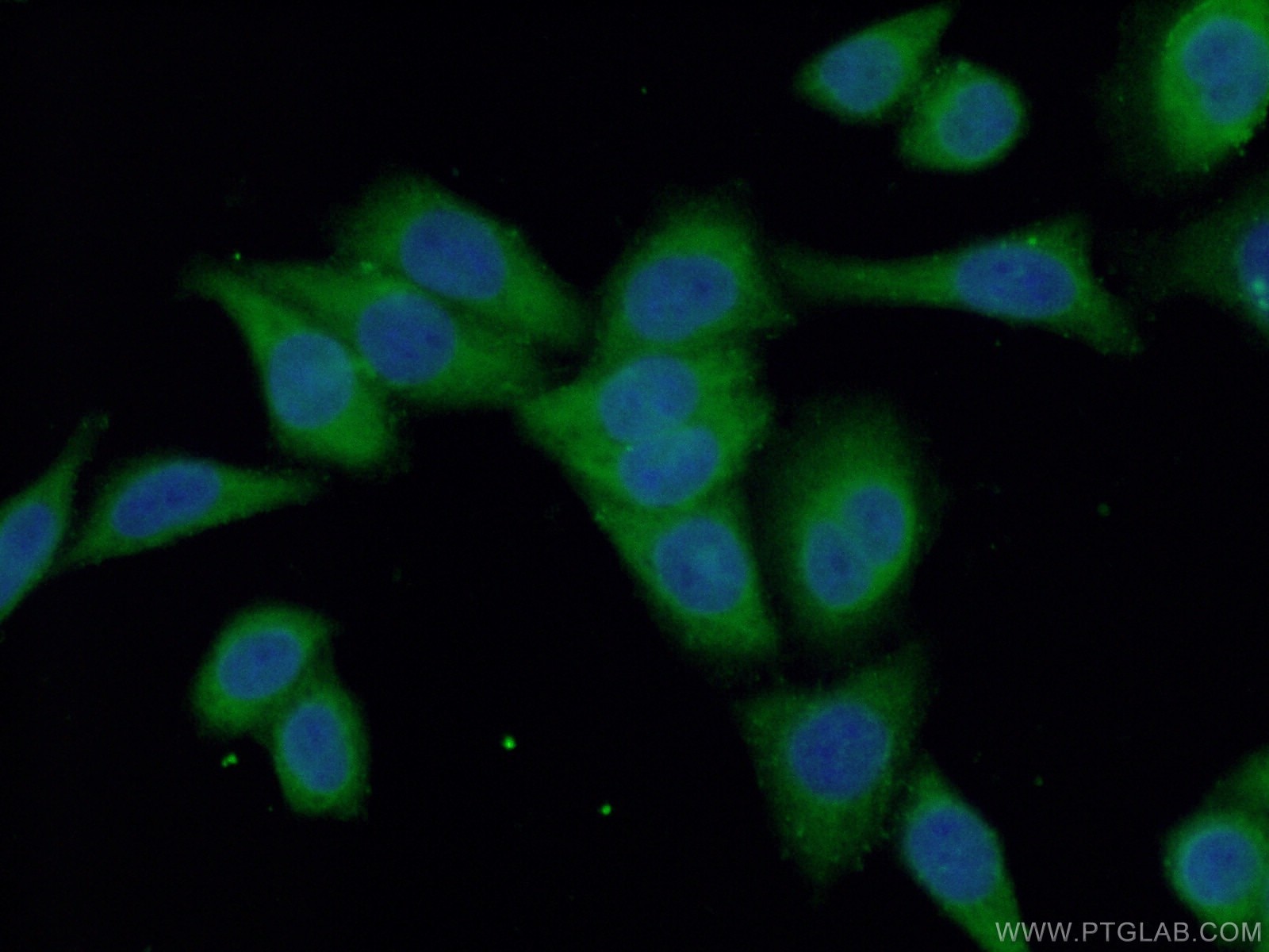 Immunofluorescence (IF) / fluorescent staining of HeLa cells using HYAL2 Polyclonal antibody (51148-1-AP)