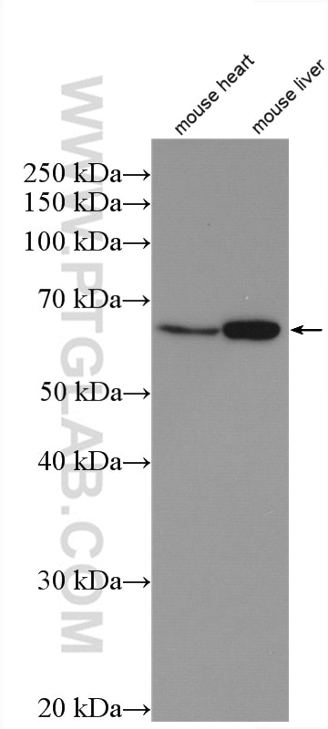 Western Blot (WB) analysis of mouse heart tissue using HYAL2 Polyclonal antibody (51148-1-AP)