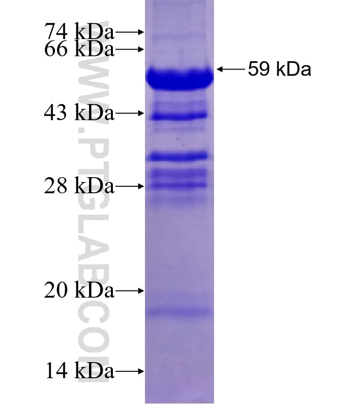 HYAL2 fusion protein Ag0582 SDS-PAGE