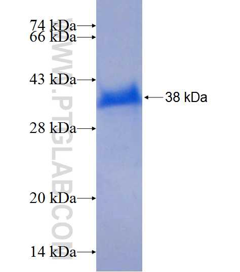 HYAL2 fusion protein Ag7084 SDS-PAGE