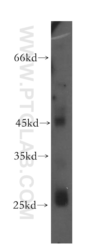 Western Blot (WB) analysis of HepG2 cells using HYAL3 Polyclonal antibody (19625-1-AP)