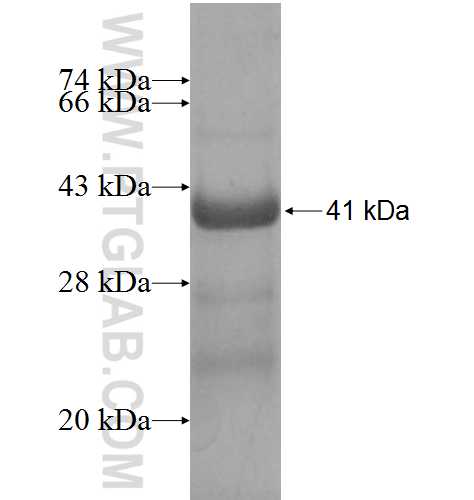 HYAL3 fusion protein Ag8611 SDS-PAGE