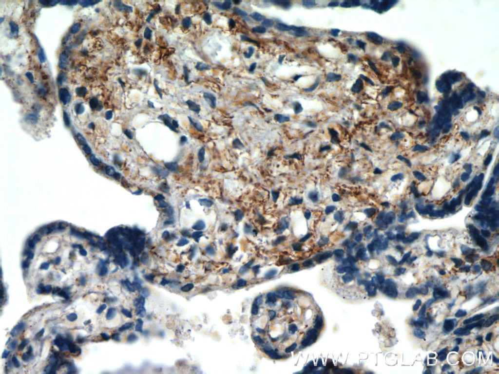 IHC staining of human placenta using 18139-1-AP